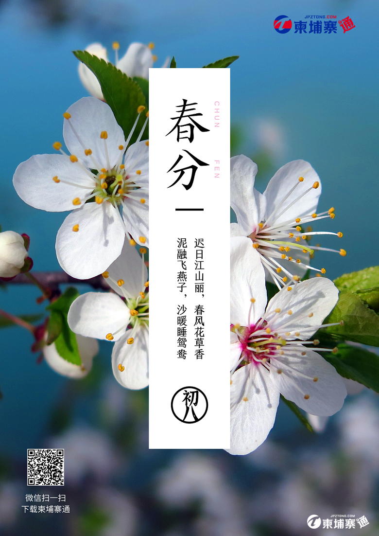 蓝白色花朵春分节气照片中文海报.png